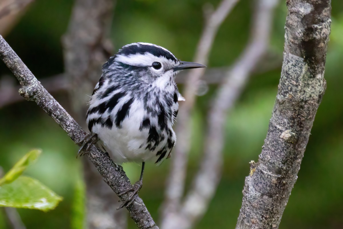 Black-and-white Warbler - Mitch (Michel) Doucet