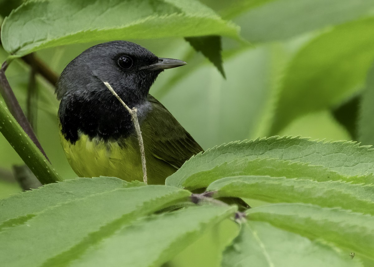 Mourning Warbler - ML620658461