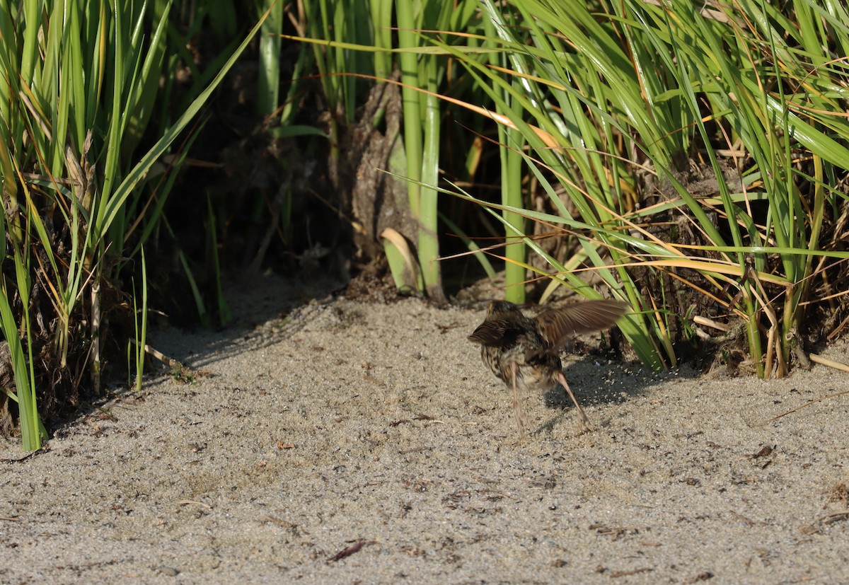 Saltmarsh Sparrow - ML620658463