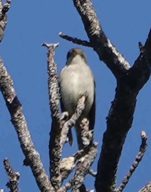 Western Flycatcher - ML620658465