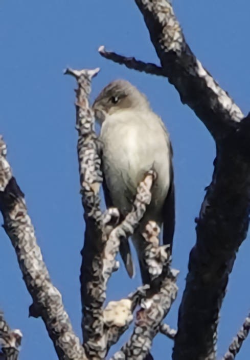 Western Flycatcher - ML620658466