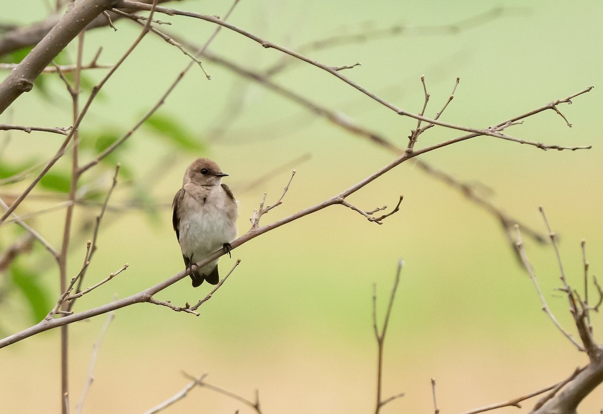 Northern Rough-winged Swallow - ML620658467