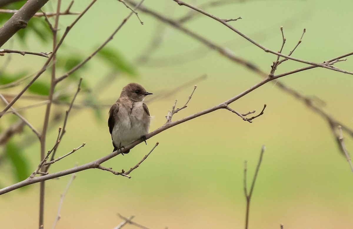 Northern Rough-winged Swallow - ML620658468