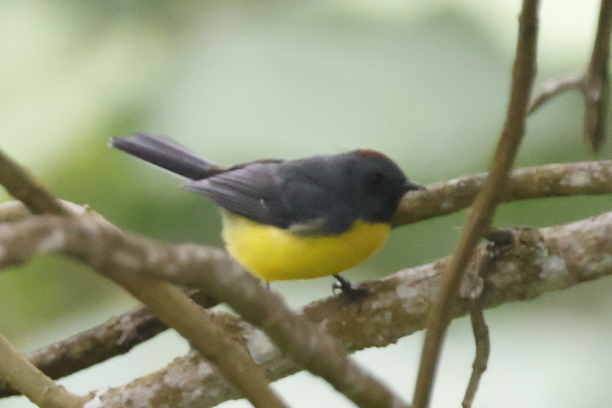 Slate-throated Redstart - ML620658469