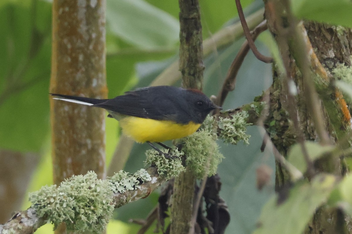 Slate-throated Redstart - ML620658470