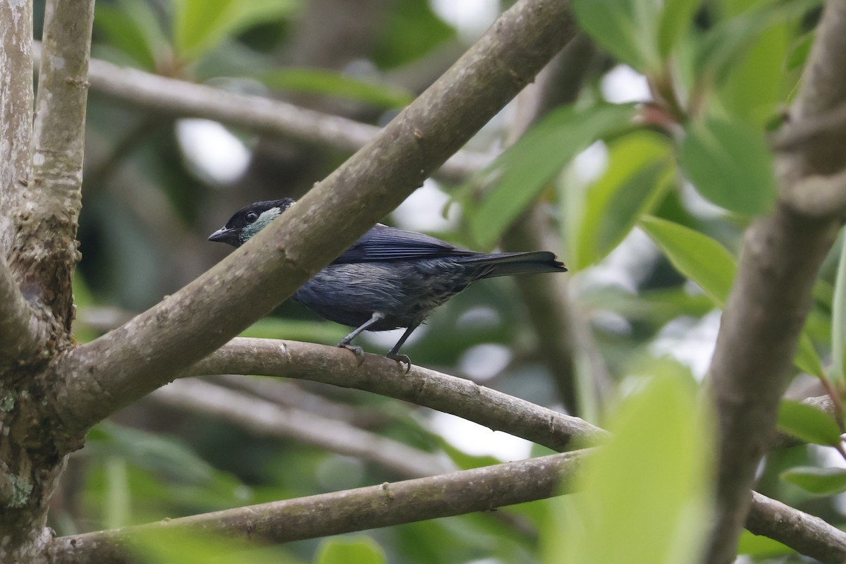 Black-capped Tanager - ML620658471