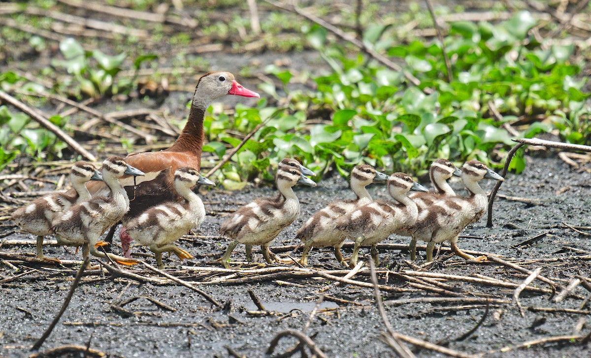 Black-bellied Whistling-Duck - ML620658494