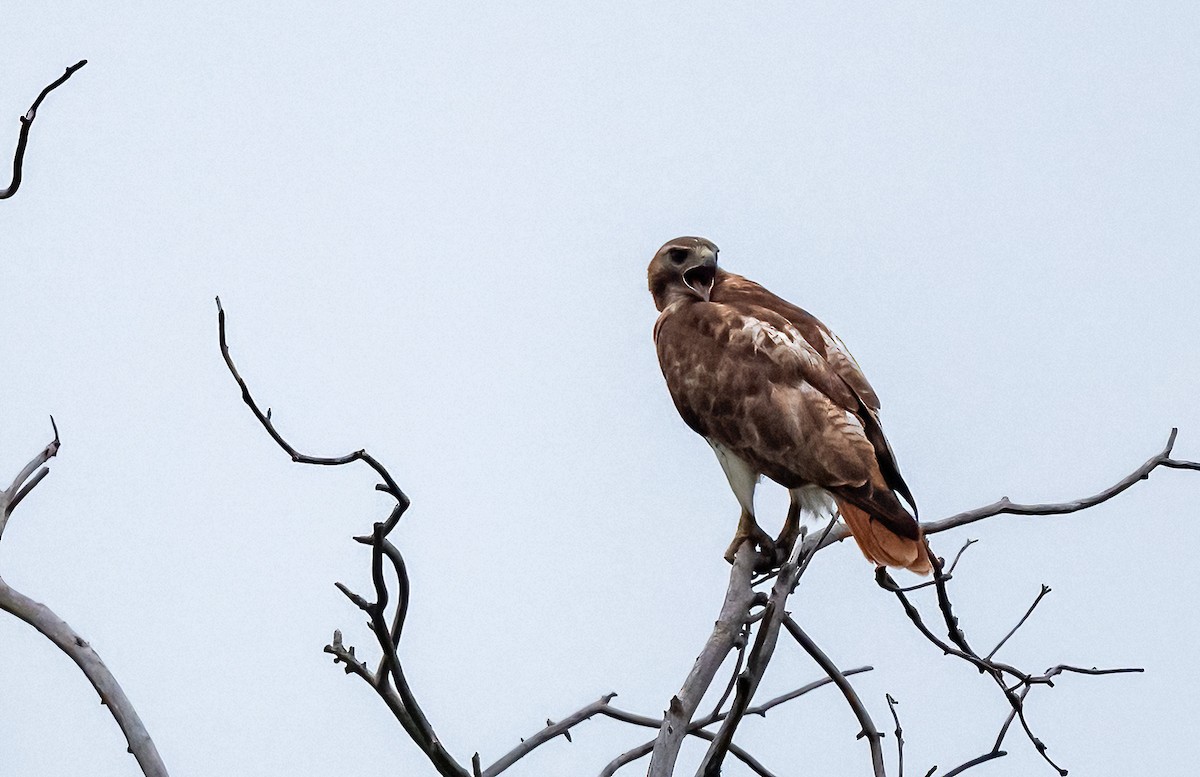 Red-tailed Hawk - ML620658501