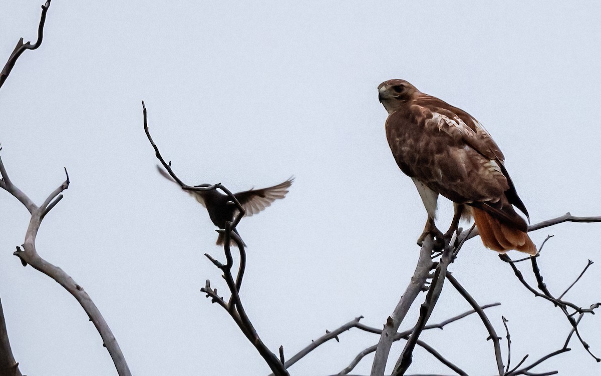 Red-tailed Hawk - ML620658502