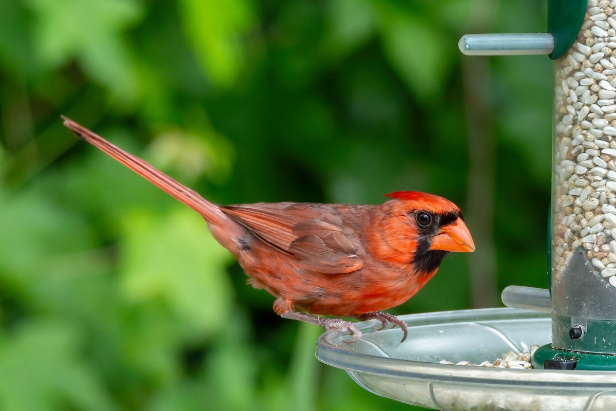 Northern Cardinal - ML620658504