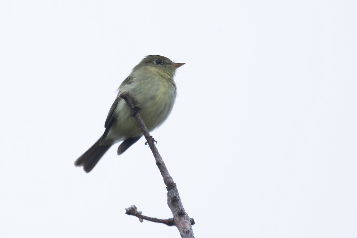 Yellow-bellied Flycatcher - ML620658505