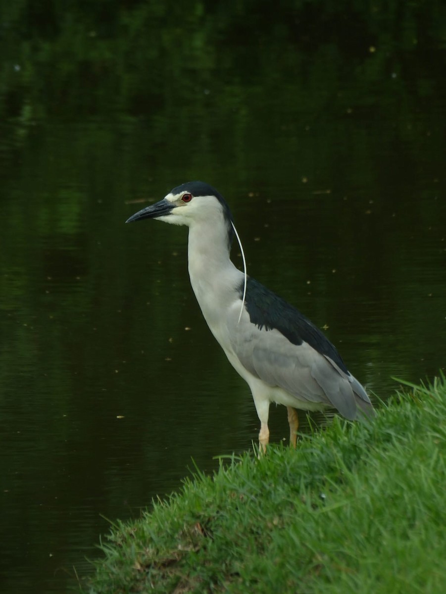 Black-crowned Night Heron - ML620658513