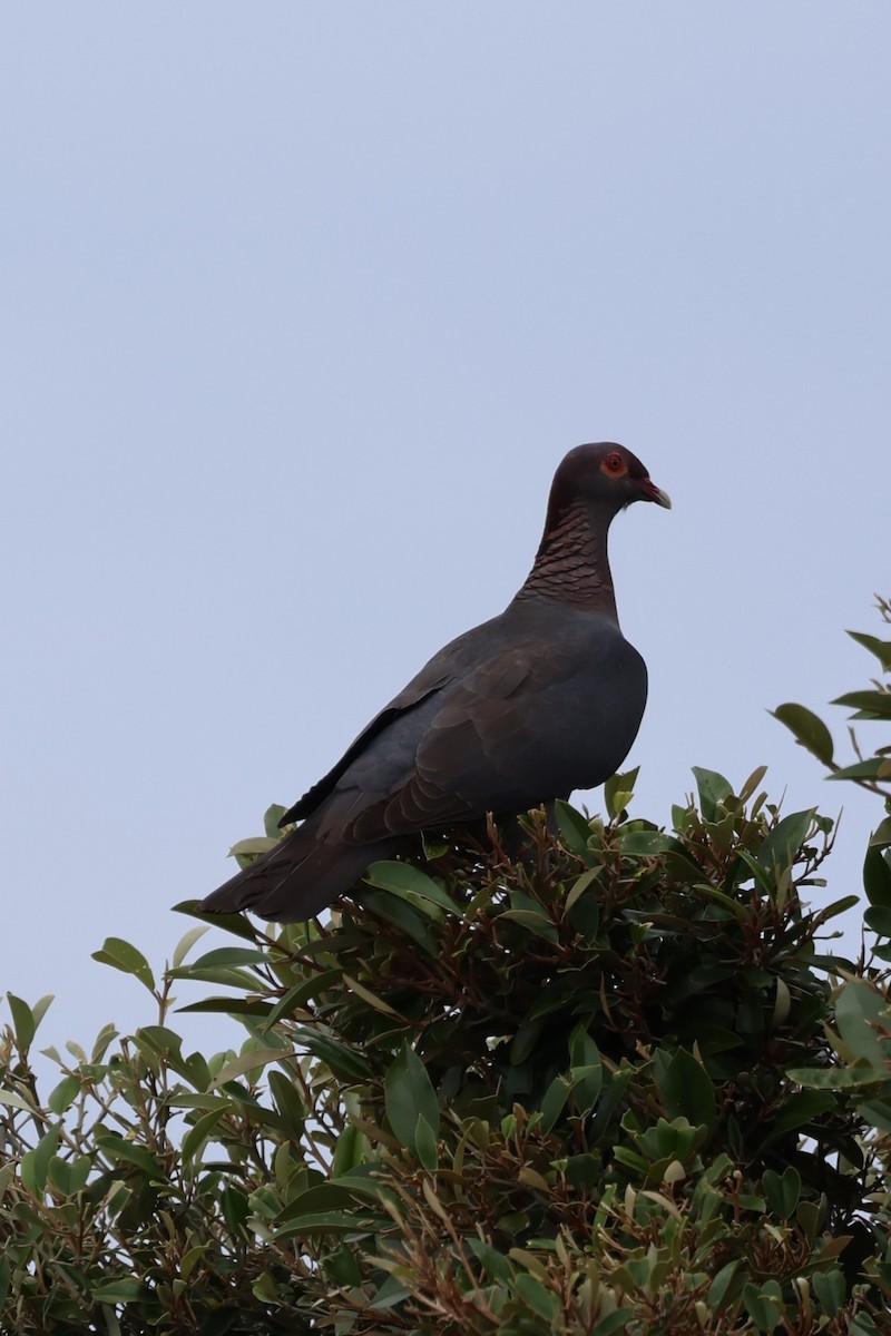 Pigeon à cou rouge - ML620658515