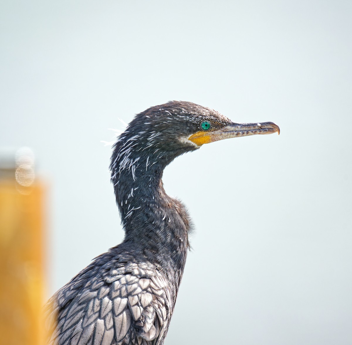 Neotropic Cormorant - ML620658516