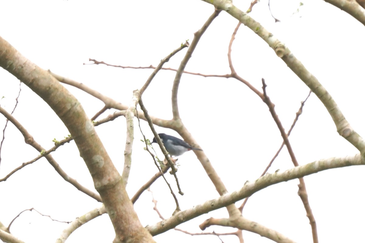 White-eared Conebill - ML620658518