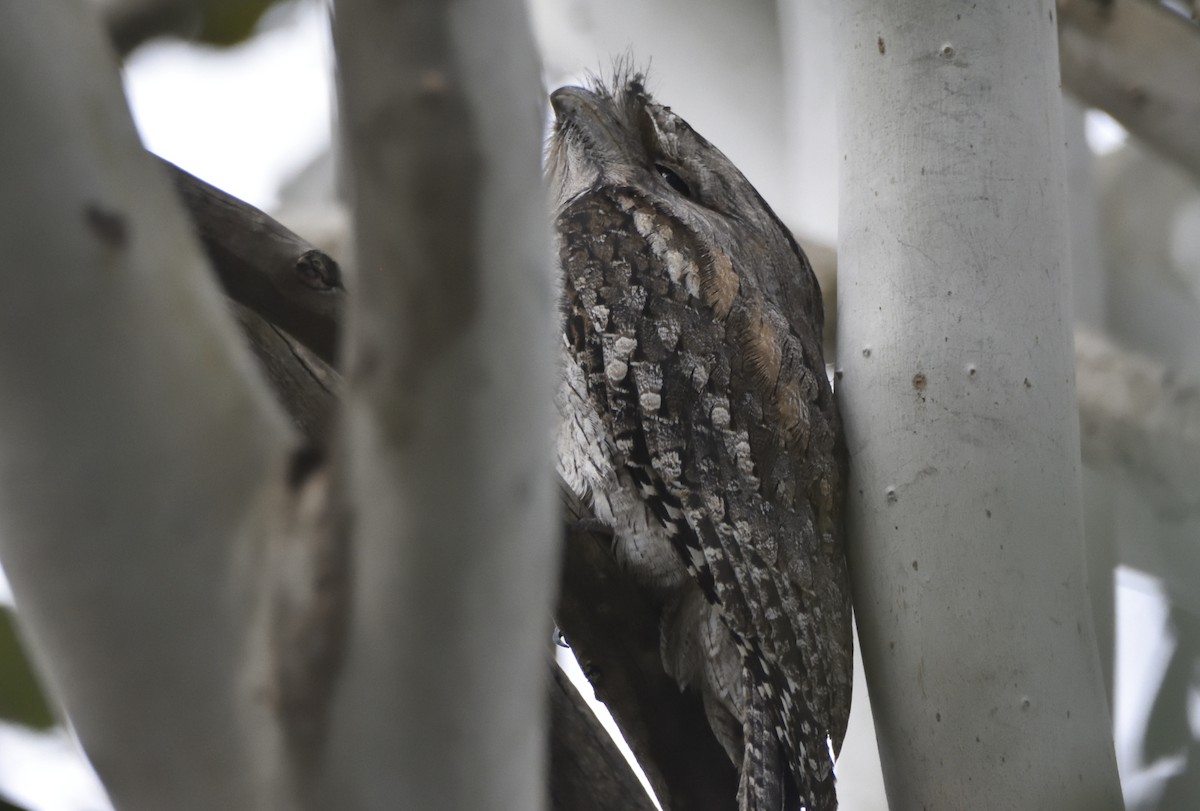 Tawny Frogmouth - ML620658523