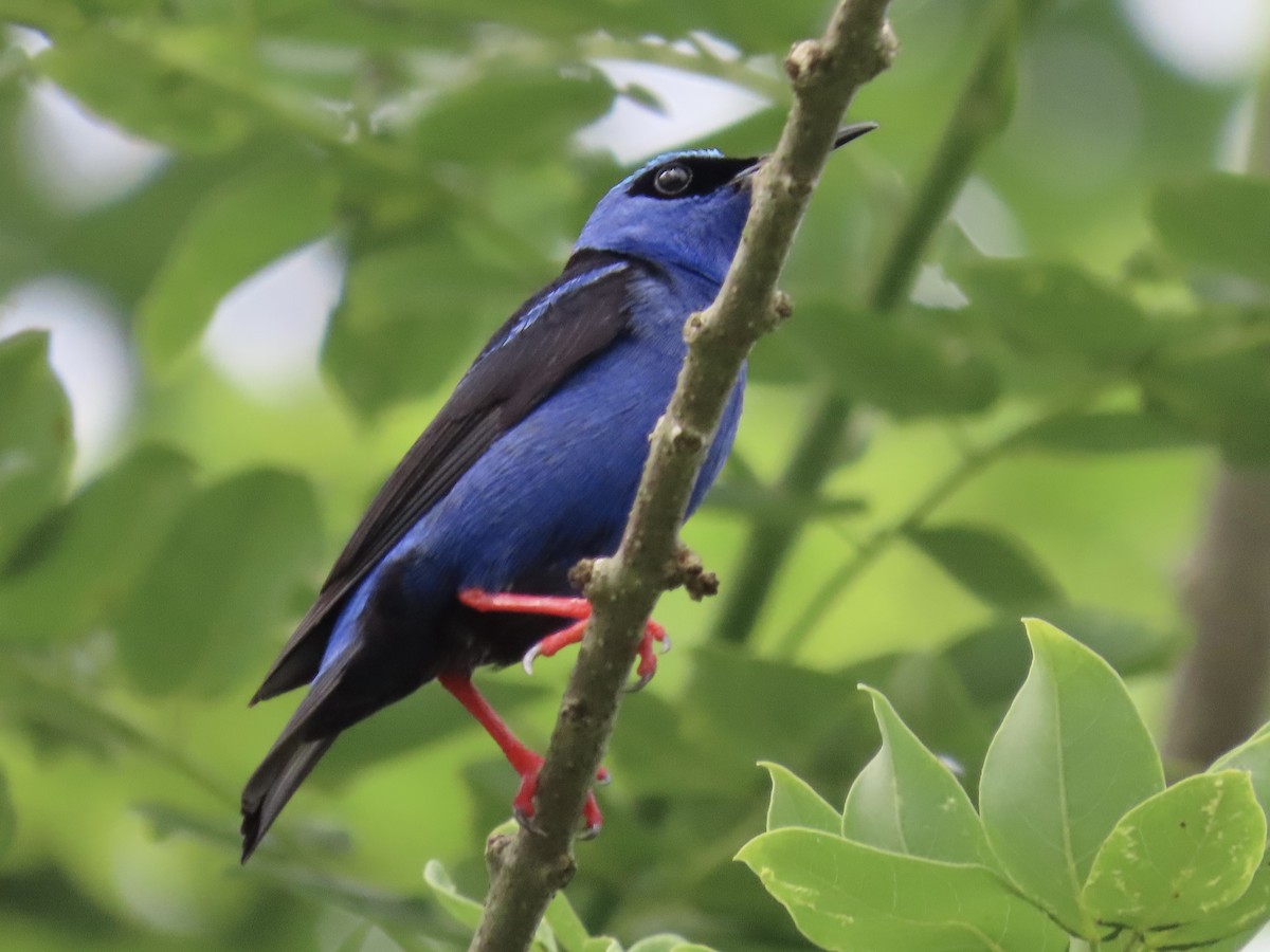 Red-legged Honeycreeper - ML620658525