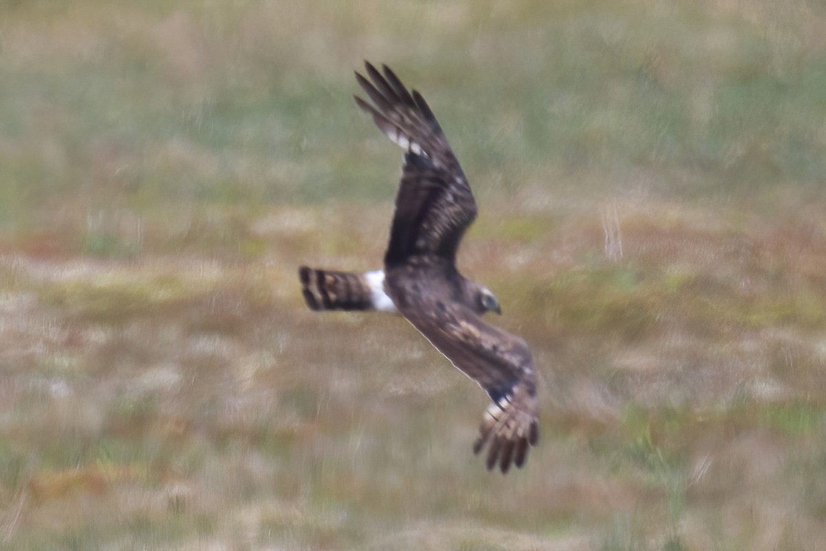 Northern Harrier - ML620658530