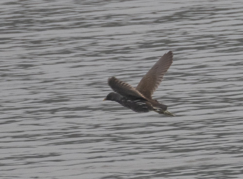 Eurasian Moorhen - ML620658531