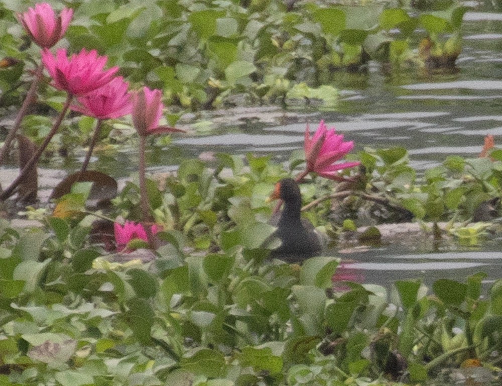 Eurasian Moorhen - ML620658532