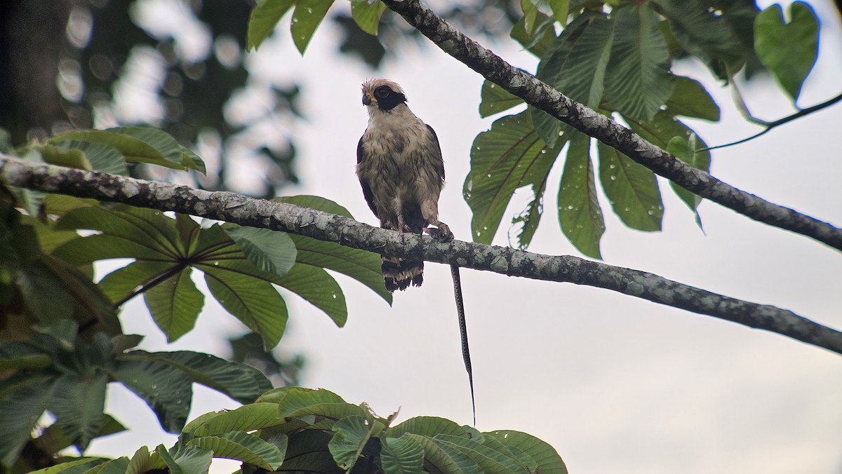 Laughing Falcon - ML620658537