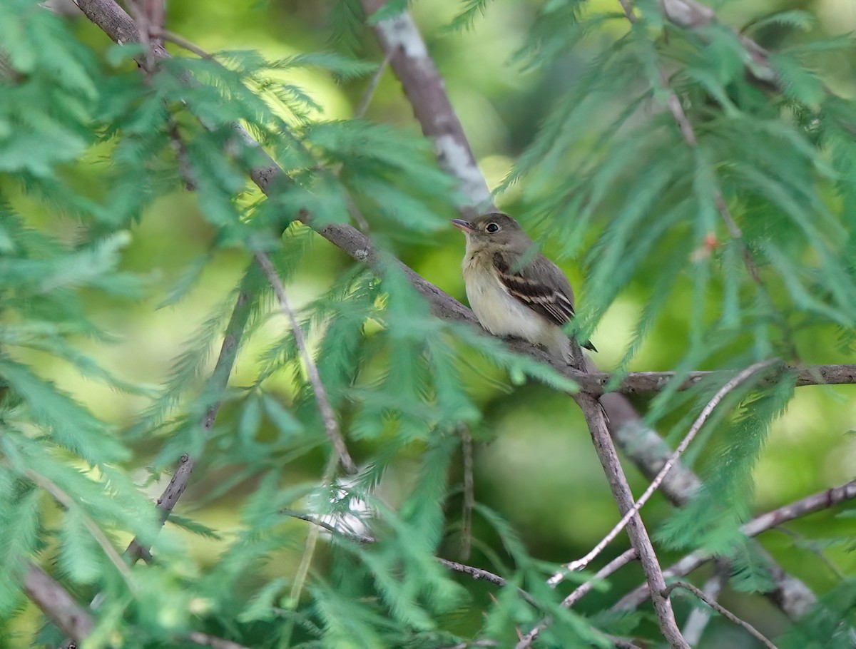 Acadian Flycatcher - ML620658541