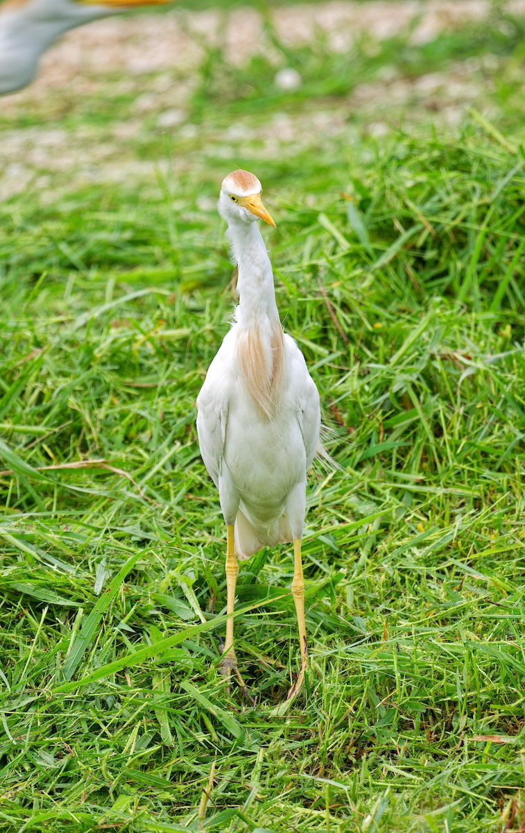 Western Cattle Egret - ML620658542