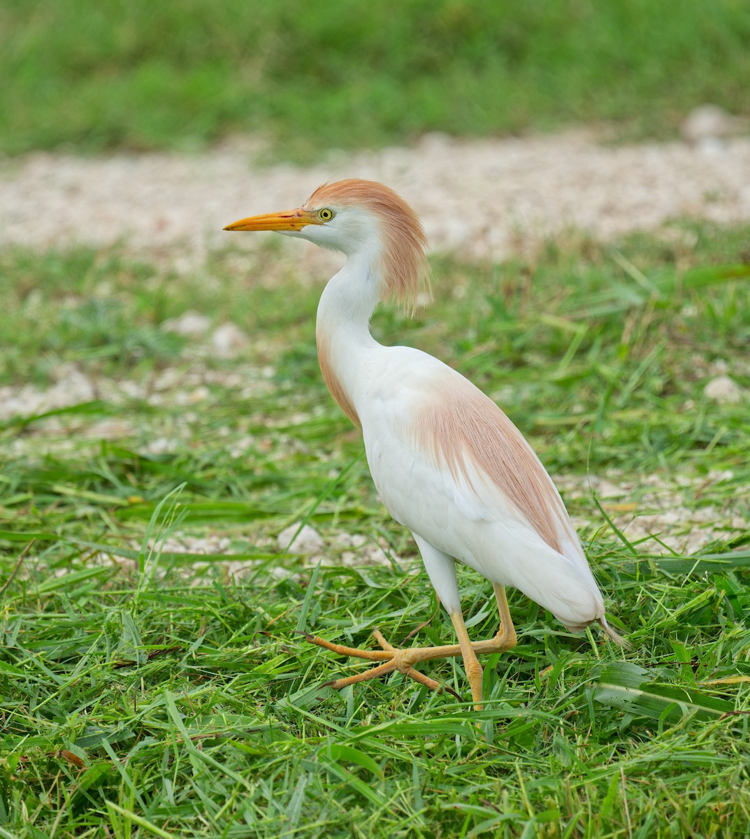 Western Cattle Egret - ML620658544