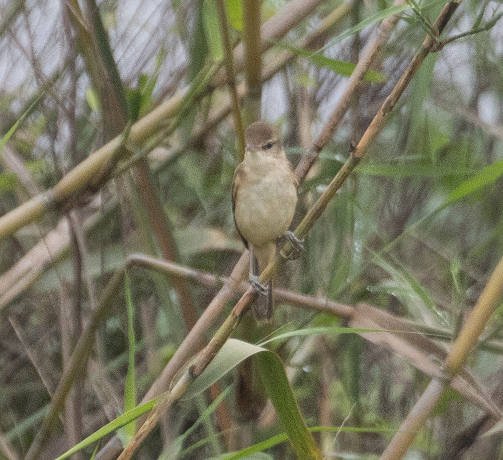 Oriental Reed Warbler - ML620658547