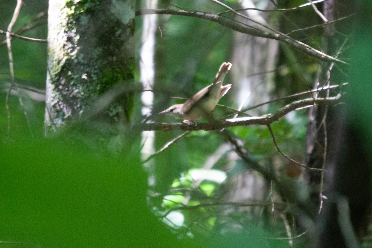 Swainson's Warbler - ML620658548