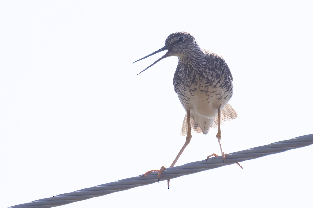 Greater Yellowlegs - ML620658549