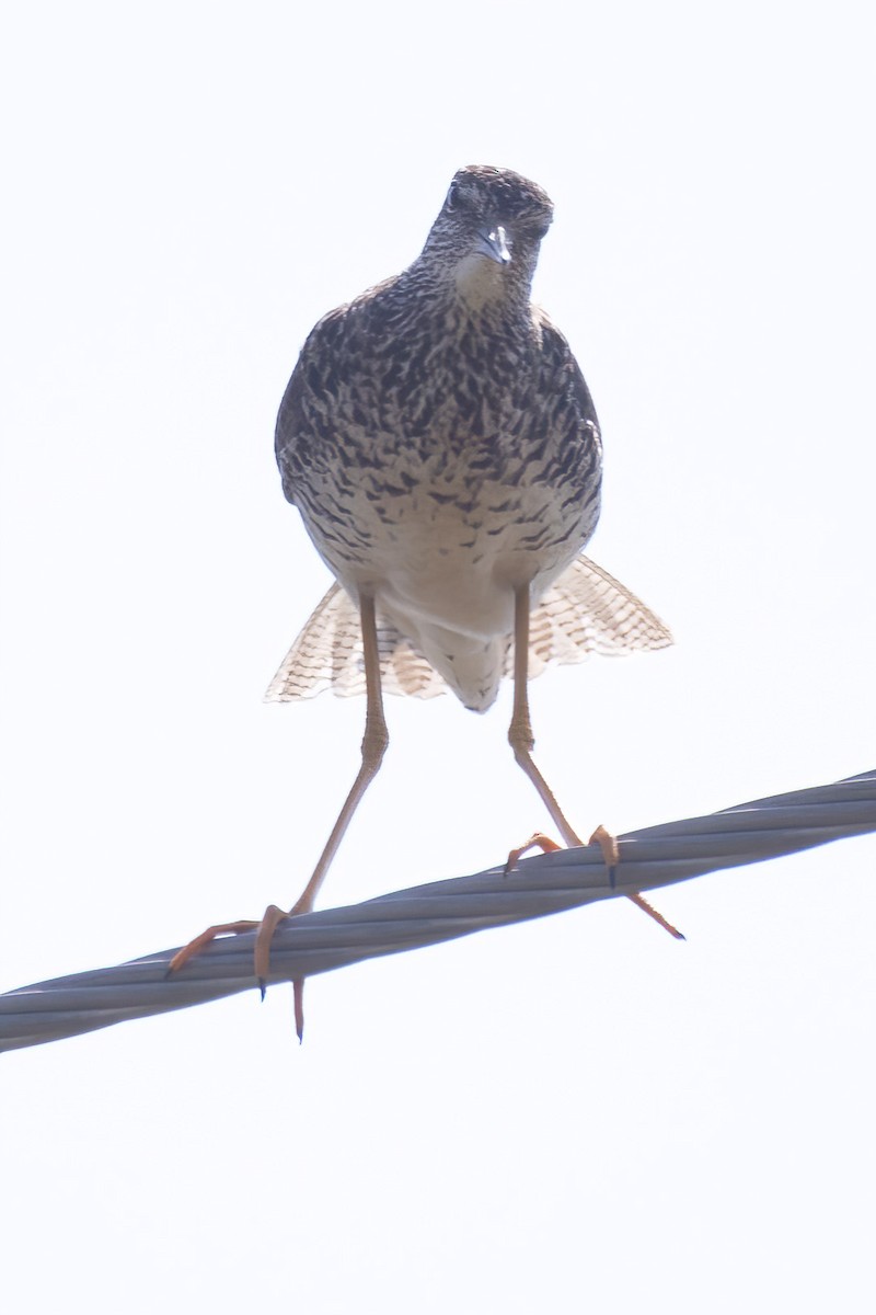 Greater Yellowlegs - ML620658551