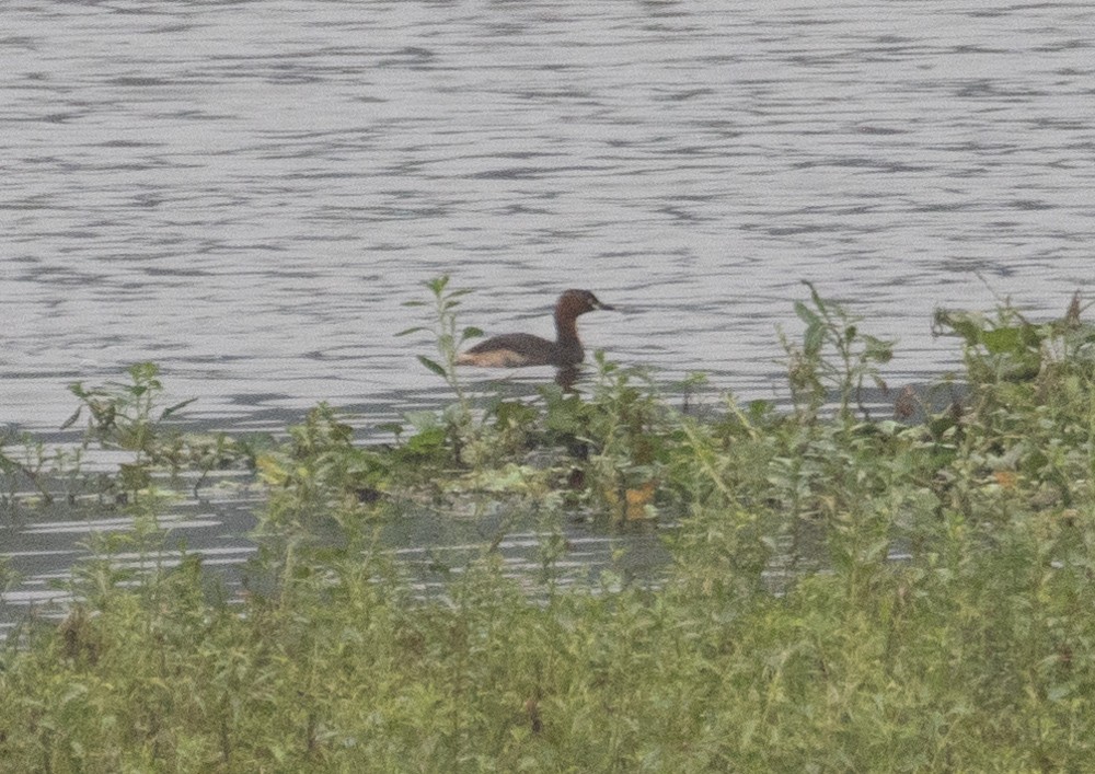 Little Grebe - ML620658555