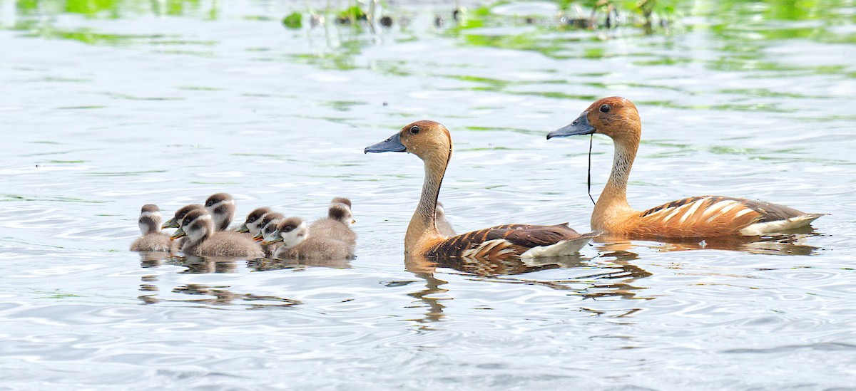 Dendrocygne fauve - ML620658560