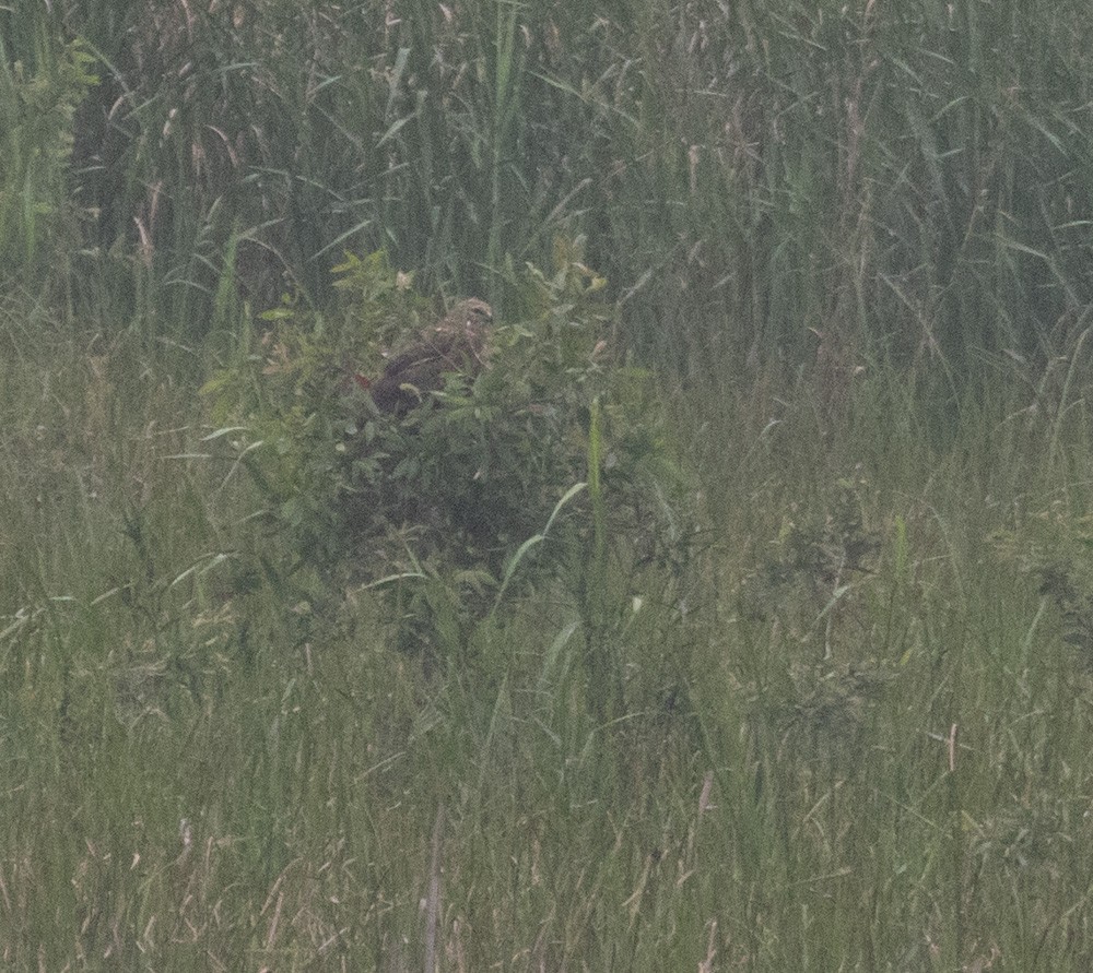 Eastern Marsh Harrier - ML620658566