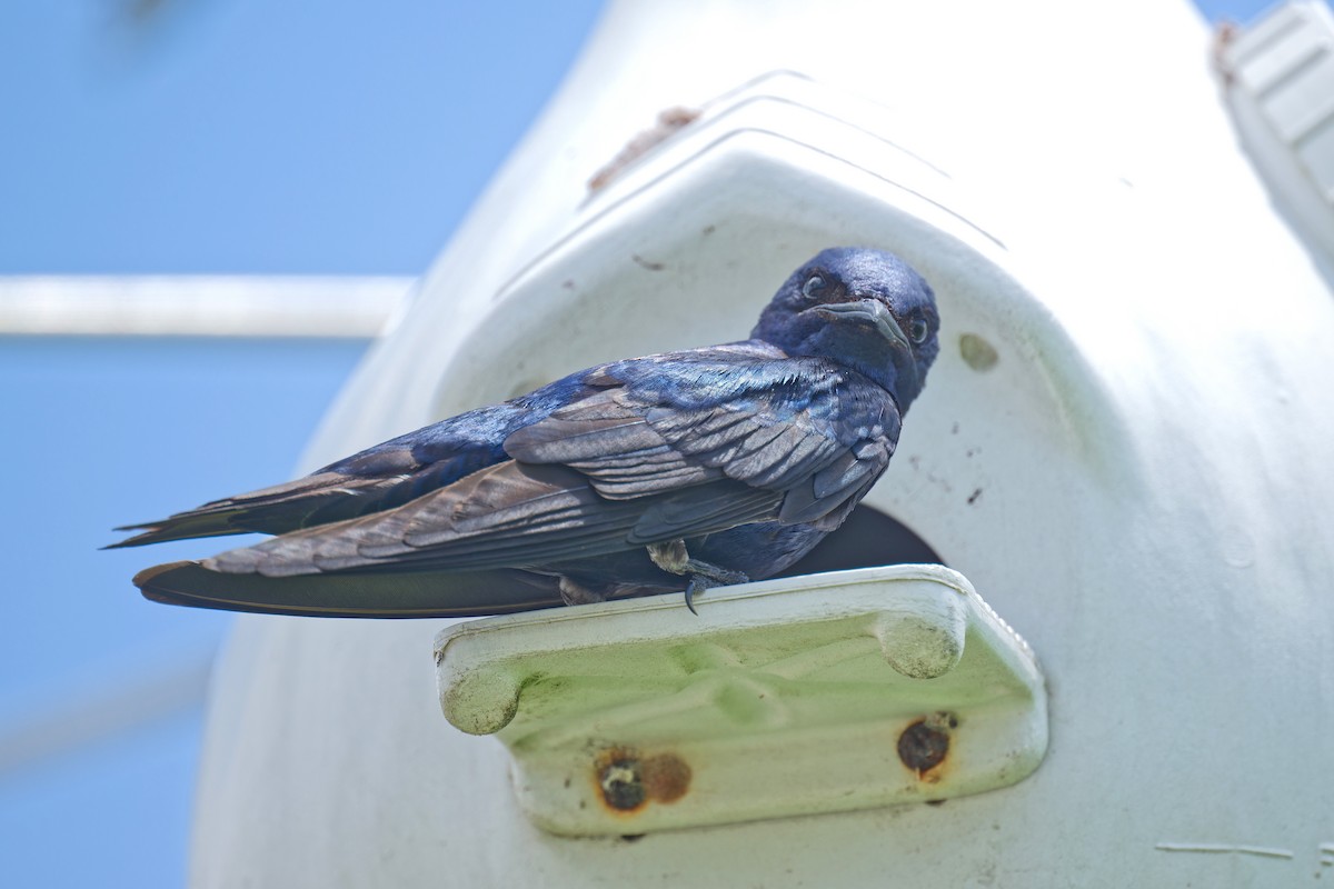 Purple Martin - ML620658567