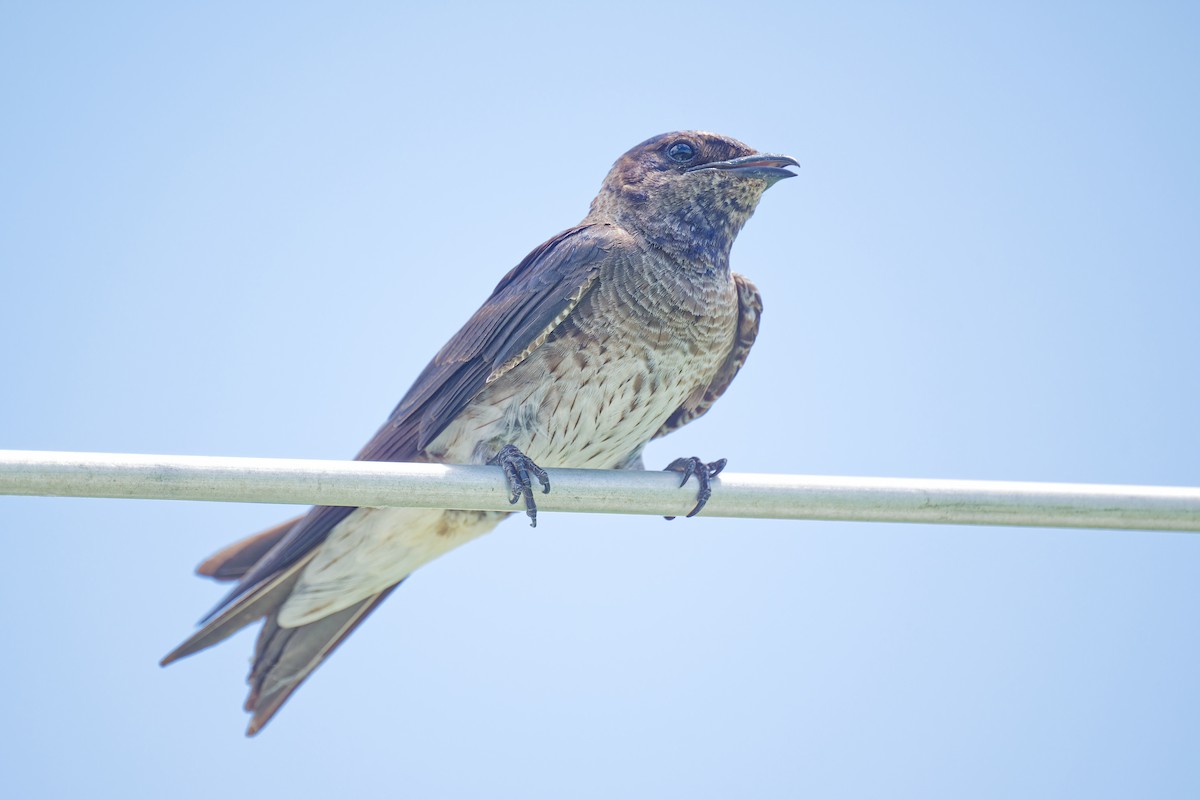 Purple Martin - Harlan Stewart