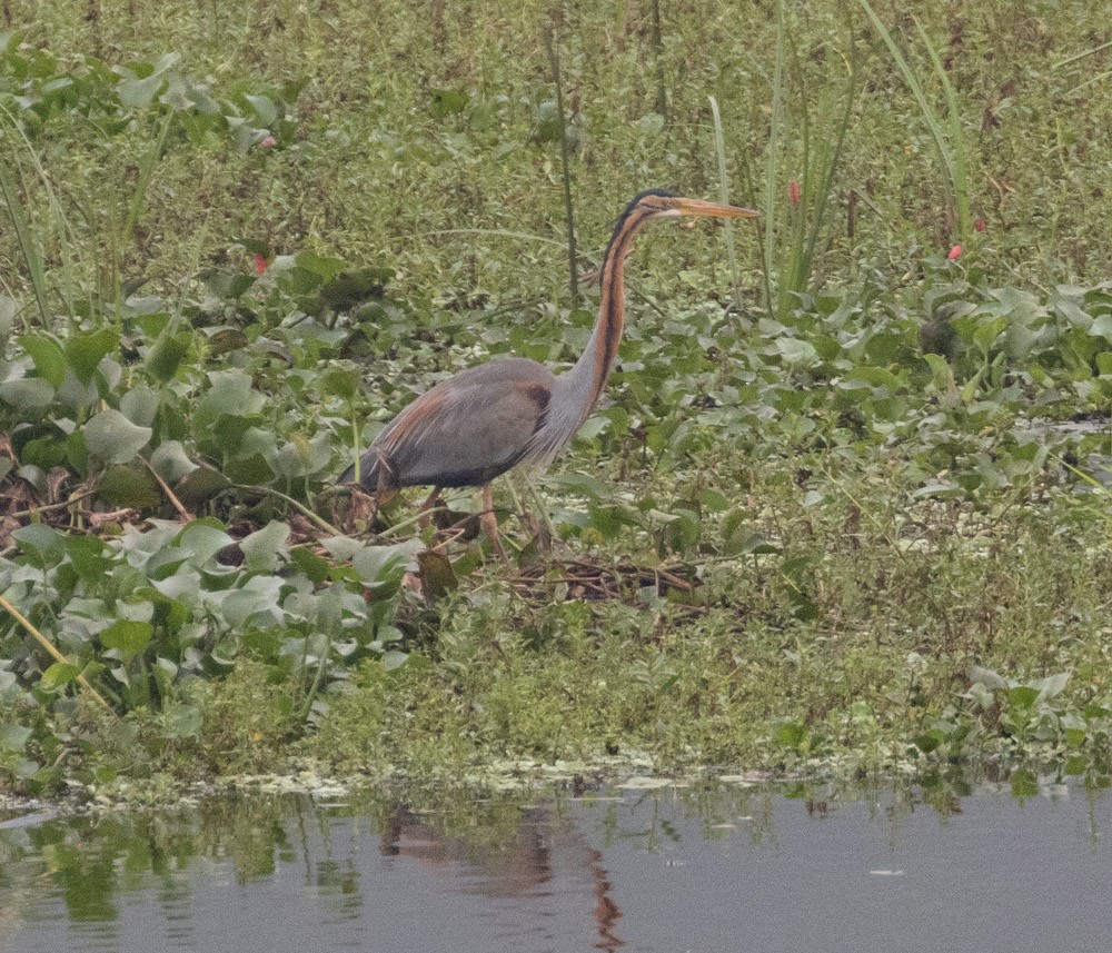 Purple Heron - ML620658569