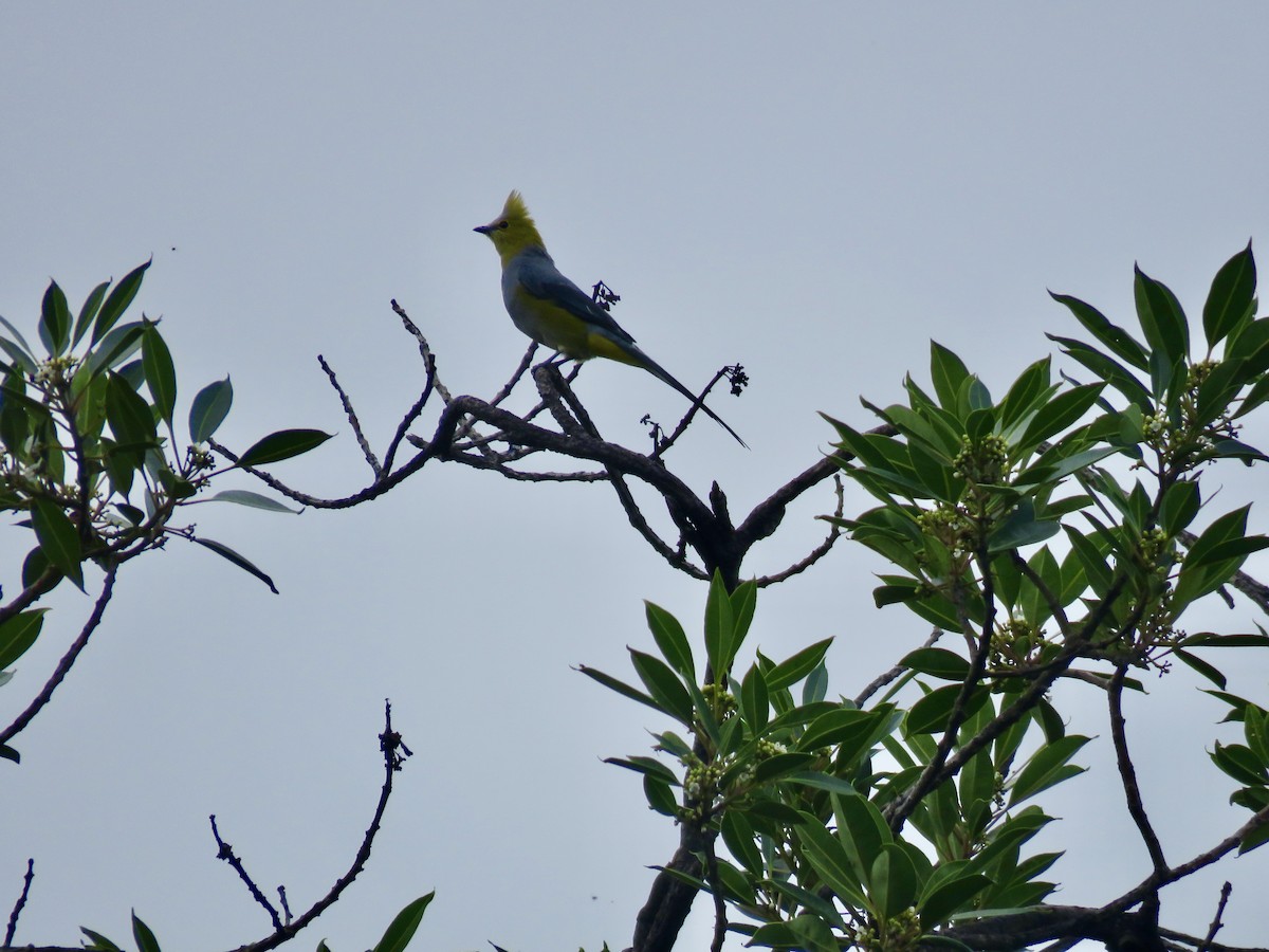 Long-tailed Silky-flycatcher - ML620658585