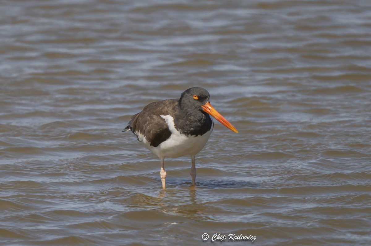 American Oystercatcher - ML620658586