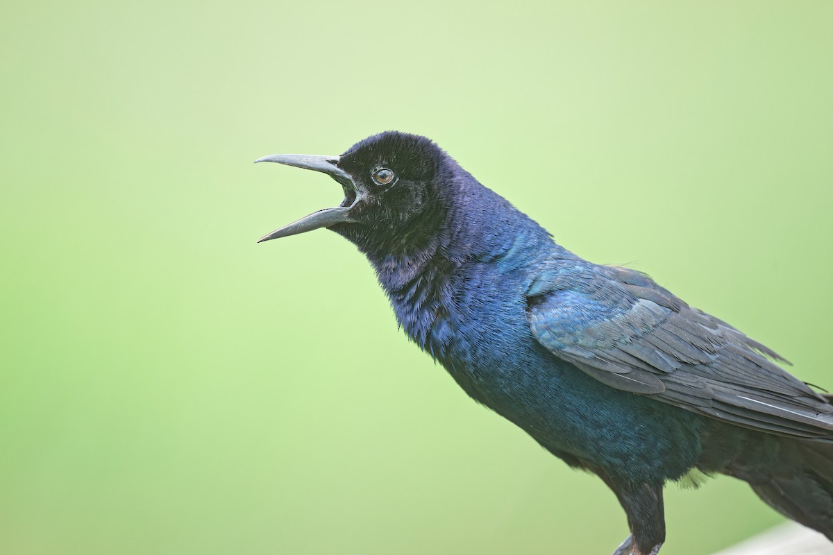 Boat-tailed Grackle - ML620658591