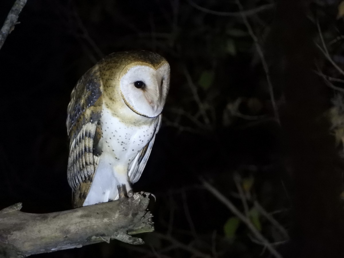 Barn Owl - Franco Palandri