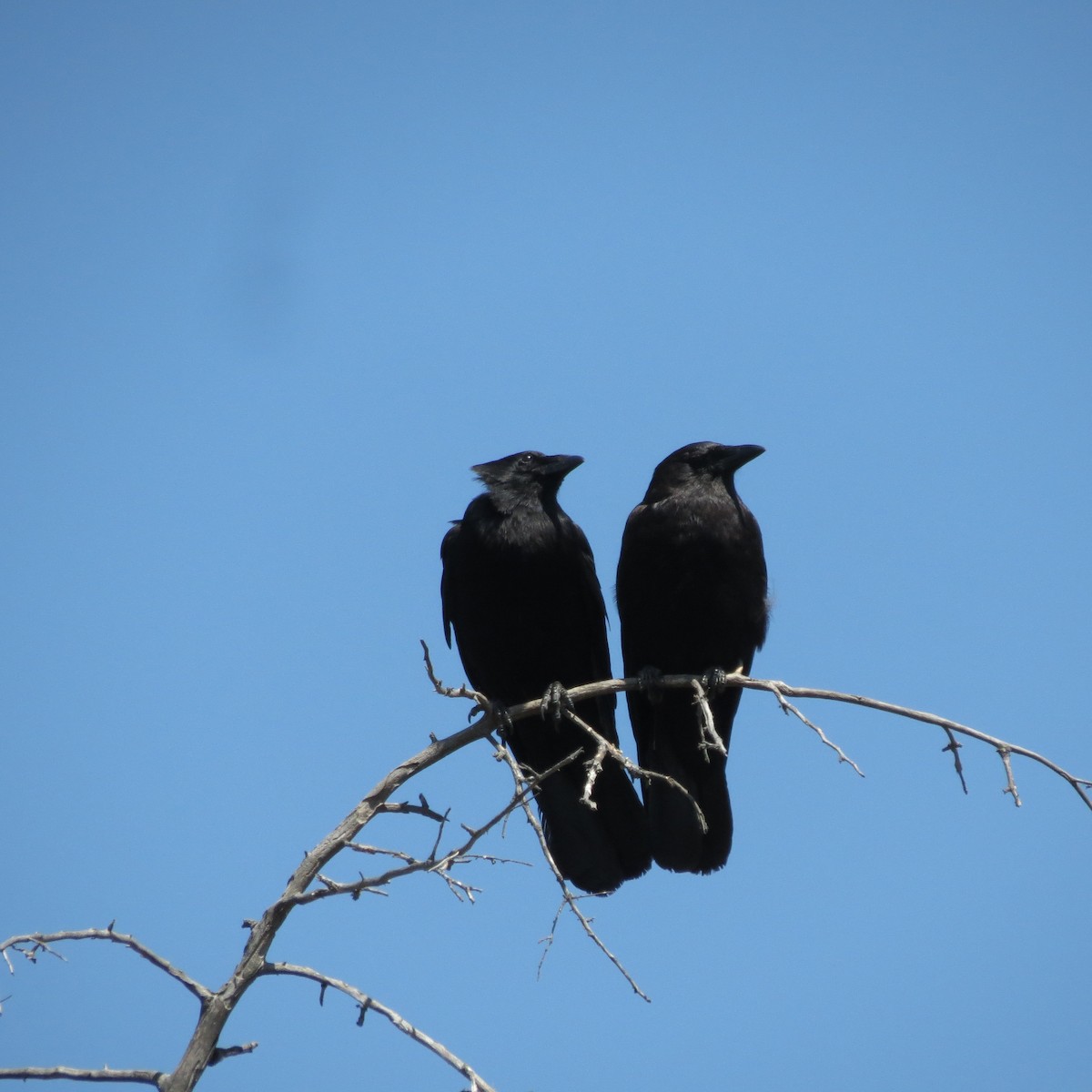 American Crow - ML620658594