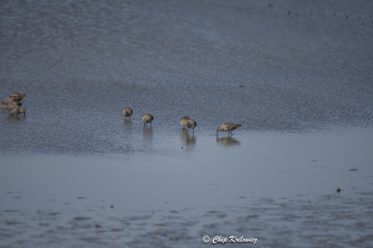 Short-billed Dowitcher - ML620658595