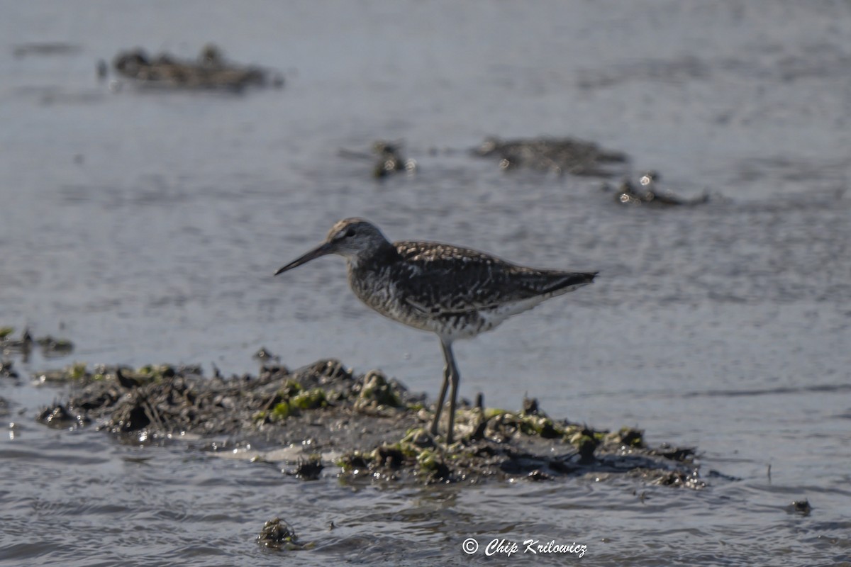 Willet - ML620658598