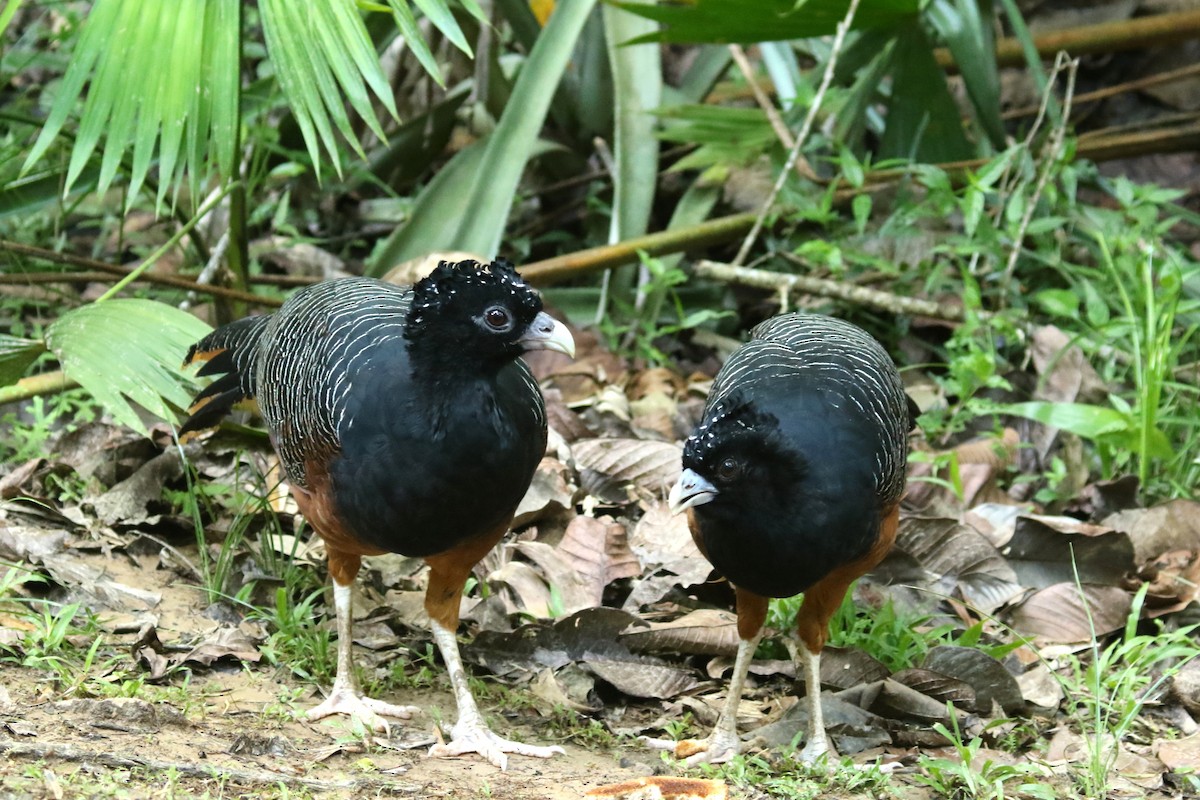 Blue-billed Curassow - ML620658603