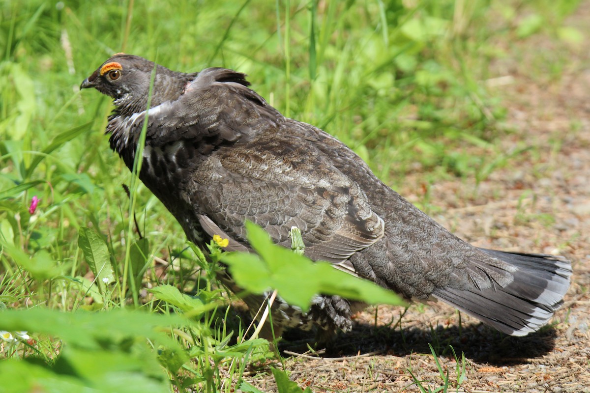 Sooty Grouse - ML620658608