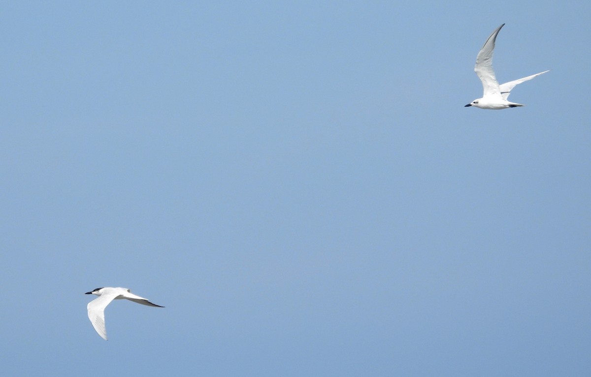 Gull-billed Tern - Fernando Angulo - CORBIDI