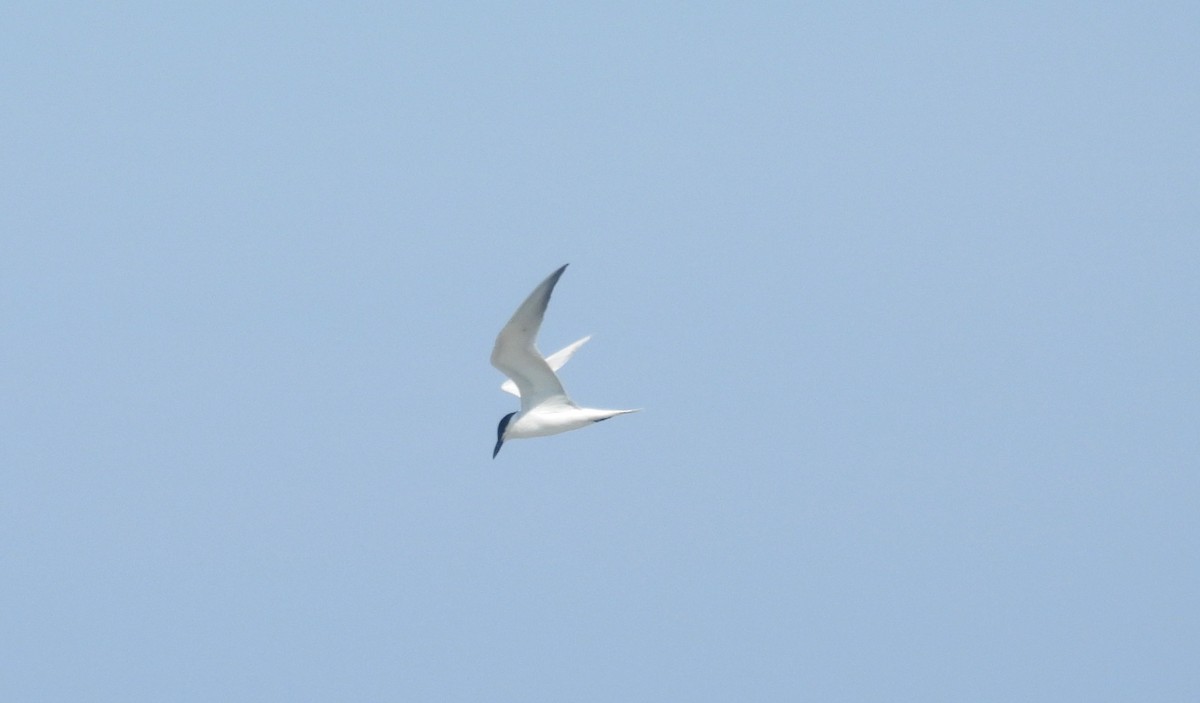 Gull-billed Tern - ML620658611