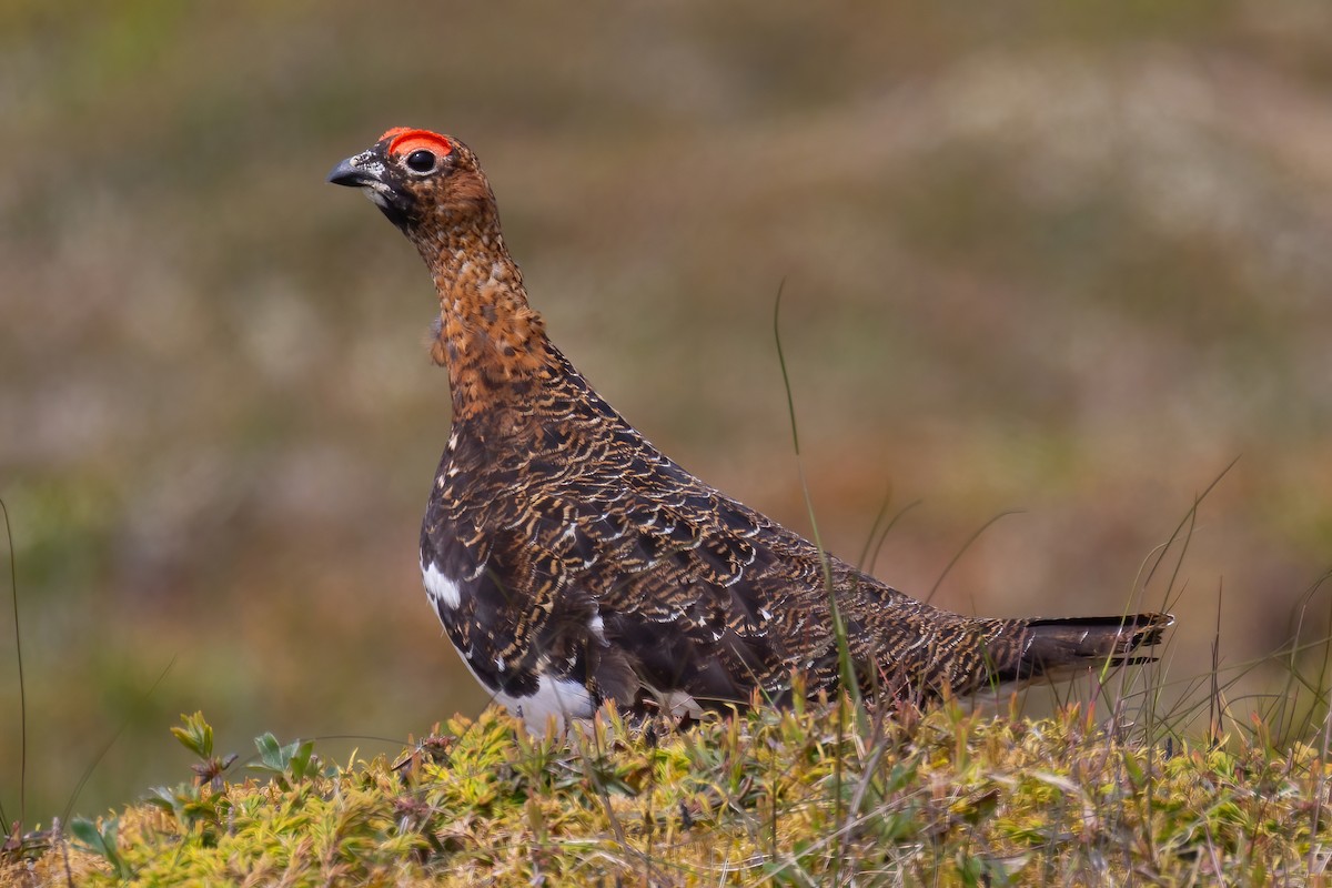 Moorschneehuhn - ML620658612